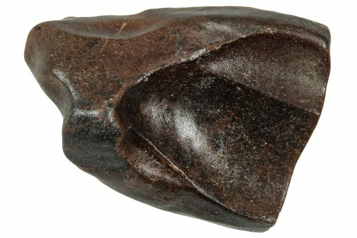 Fossil Triceratops Shed Tooth - Wyoming #358200